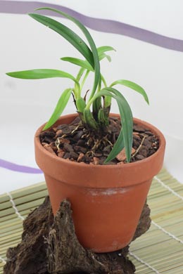 Brasiliorchis (Maxillaria) schunkeana