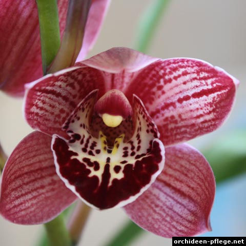 Cymbidium-Orchidee