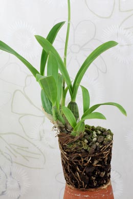 Orchideen vermehren