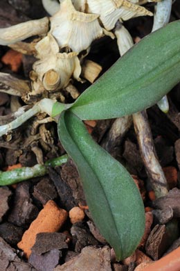 Phalaenopsis-Kindel