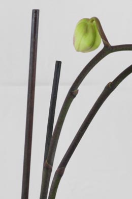 Blätenstängel Phalaenopsis