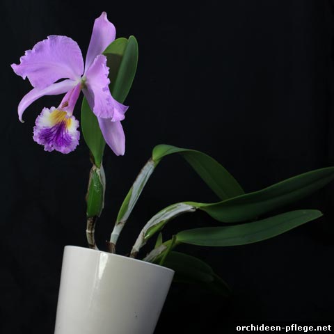 Cattleya labiata Semi-Alba