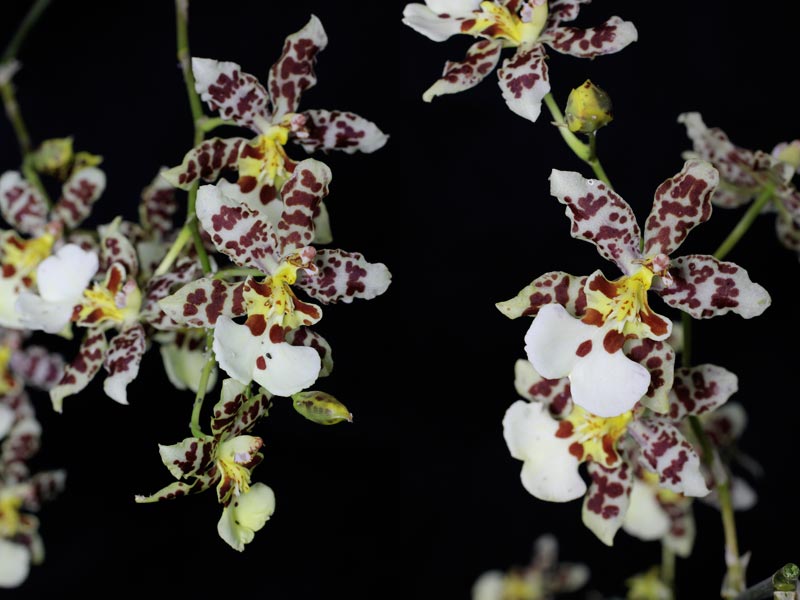 Oncidium Blüten