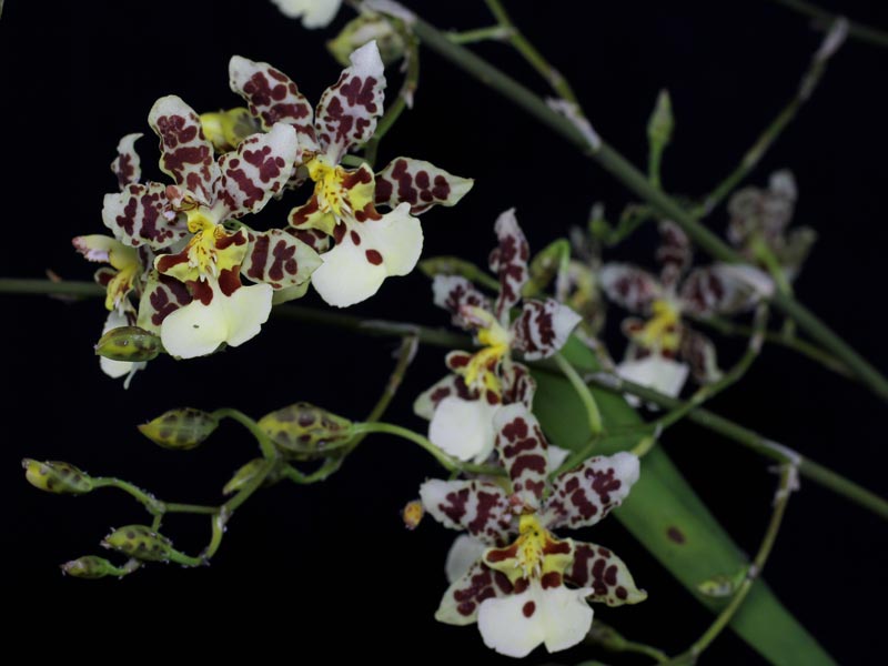 Oncidium-Orchidee