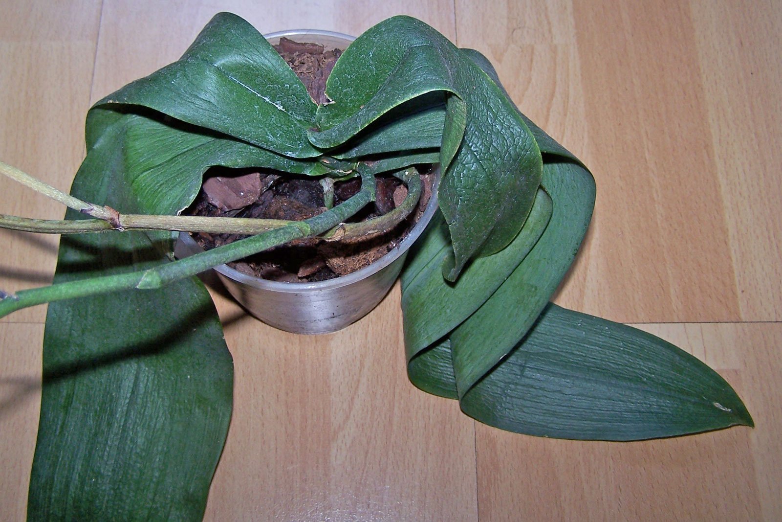 Phalaenopsis Blätter