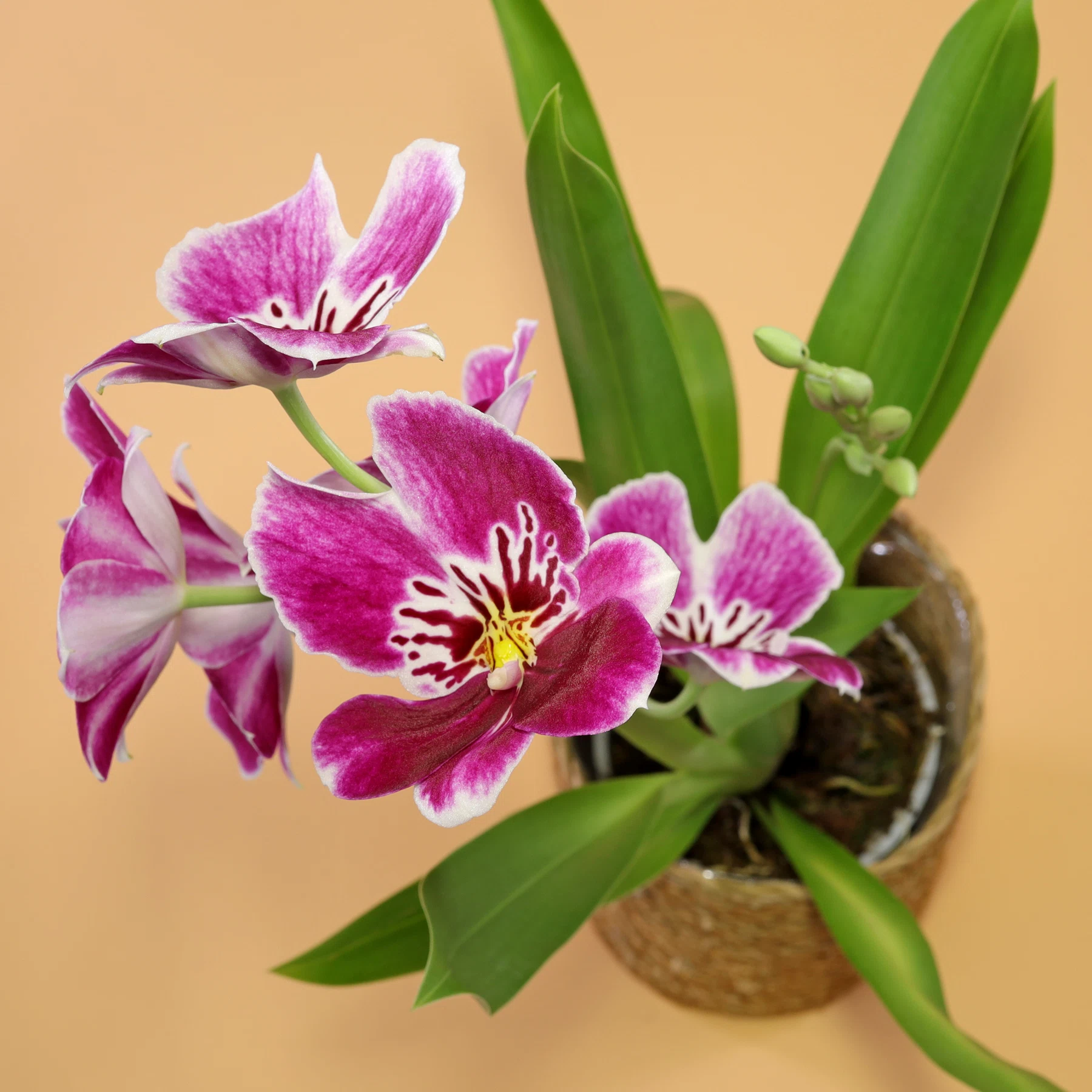Stiefmütterchen-Orchidee