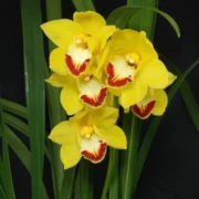 (c) Orchideen-pflege.net